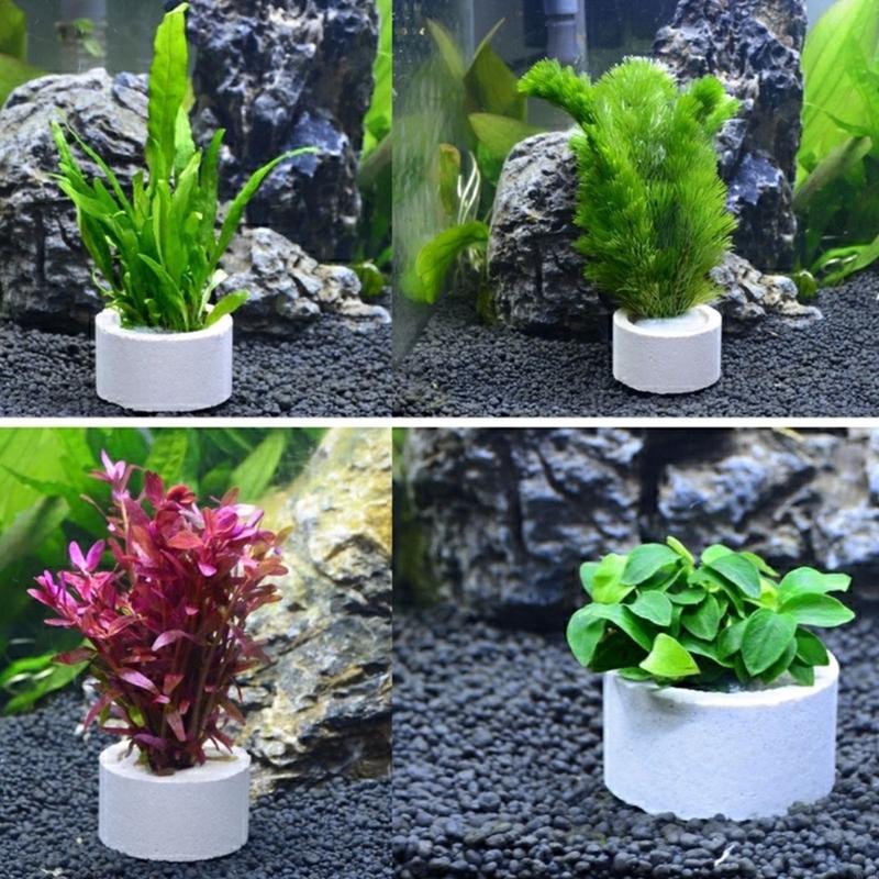 37ME 10 pezzi Anelli fissi per - Aquarium Plant Holder recensione e prezzo