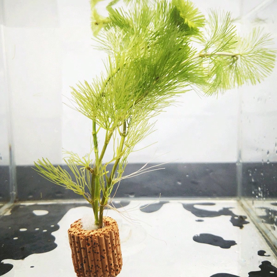 Anelli di fissaggio per piante - Aquarium Plants Live recensione e prezzo