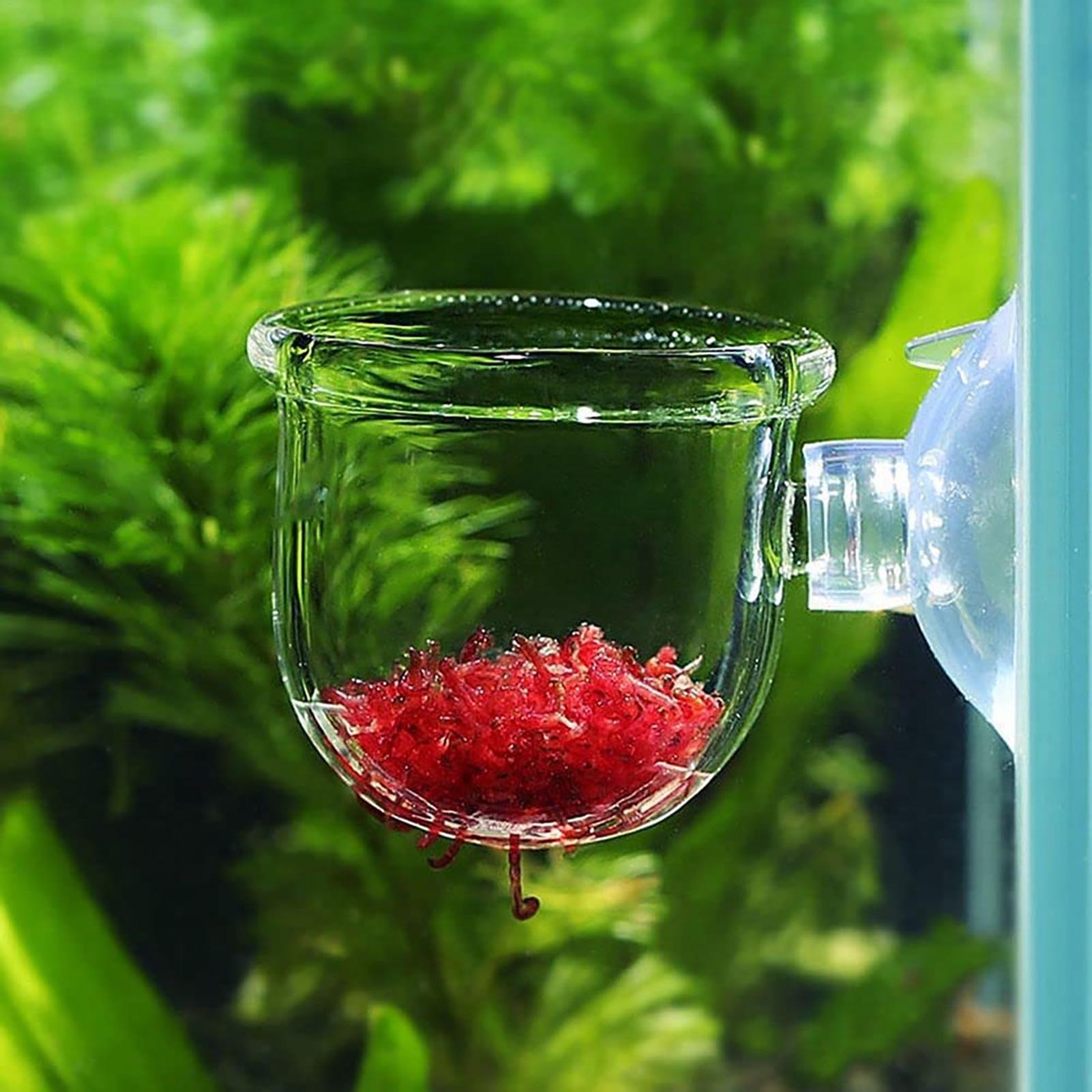 Vaso decorativo per piante da  - Plant Aquarium Pot recensione e prezzo