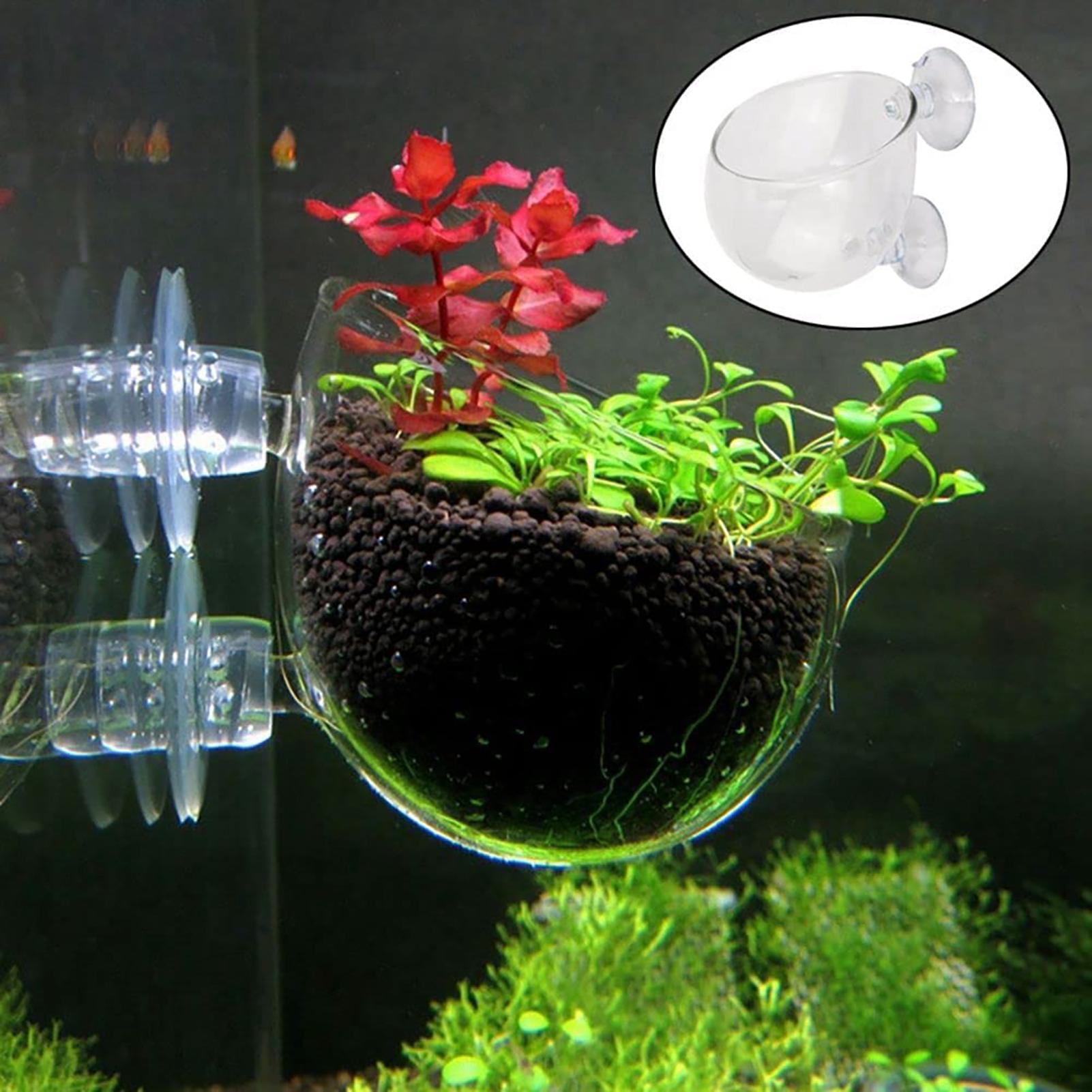 Vaso decorativo per piante da  - Plant Aquarium Pot recensione e prezzo