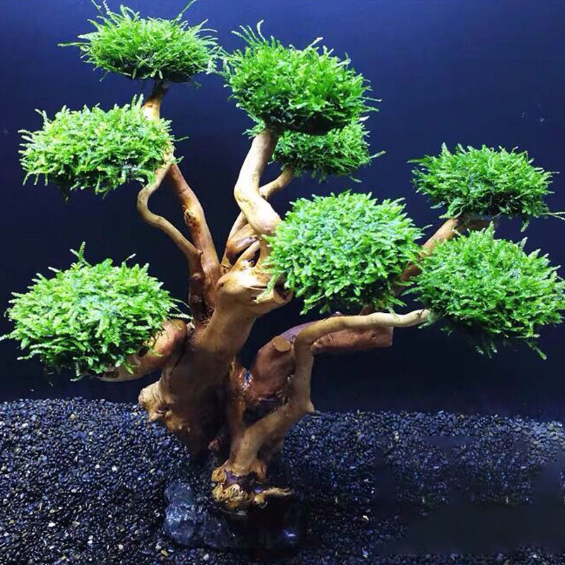Acquario verde cornice in legn - Aquarium Driftwood recensione e prezzo