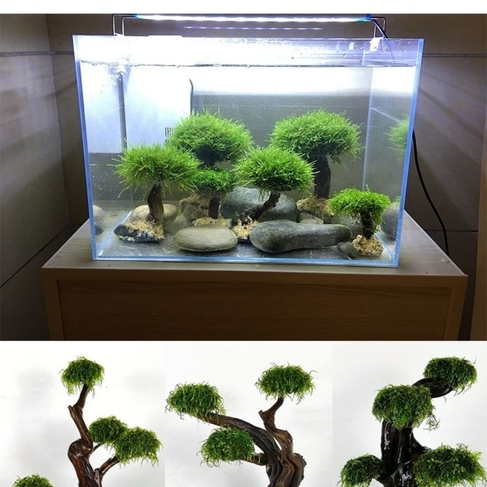Acquario verde cornice in legn - Aquarium Driftwood recensione e prezzo