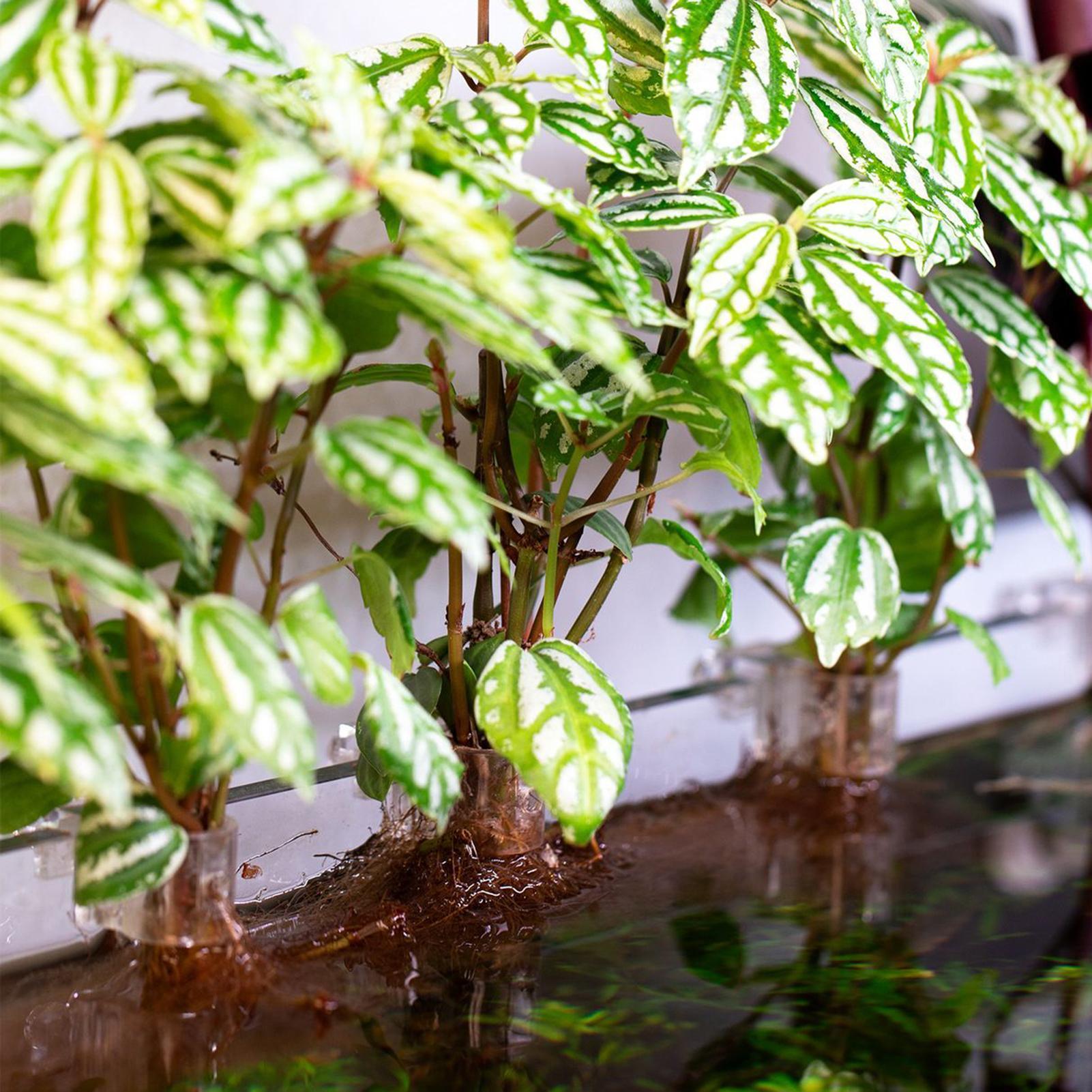 Set di 6 Supporti Trasparenti  - Aquarium Plant Holder recensione e prezzo
