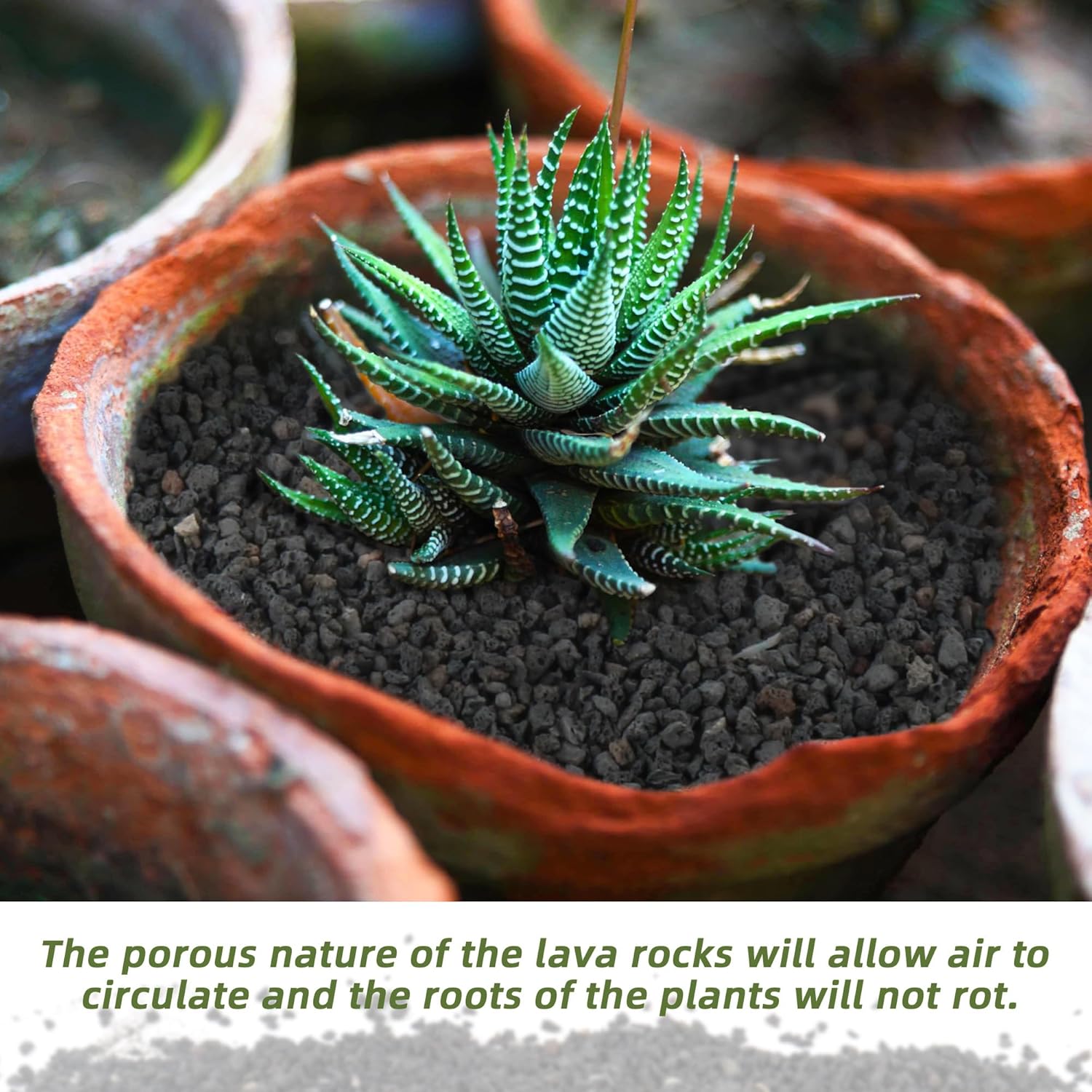 3 libbre di materiale filtrant - Plant Aquarium Pot recensione e prezzo